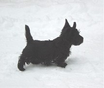 boy one in the snow