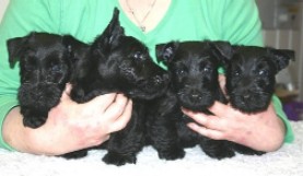 Boys six weeks