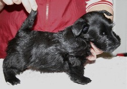 little boy