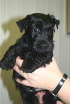 puppy head