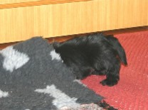 puppy under cover