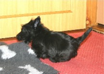 puppy and the cover