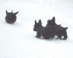 run, run, run!